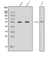 Anti-FOXJ1 Antibody Picoband® Boster Bio