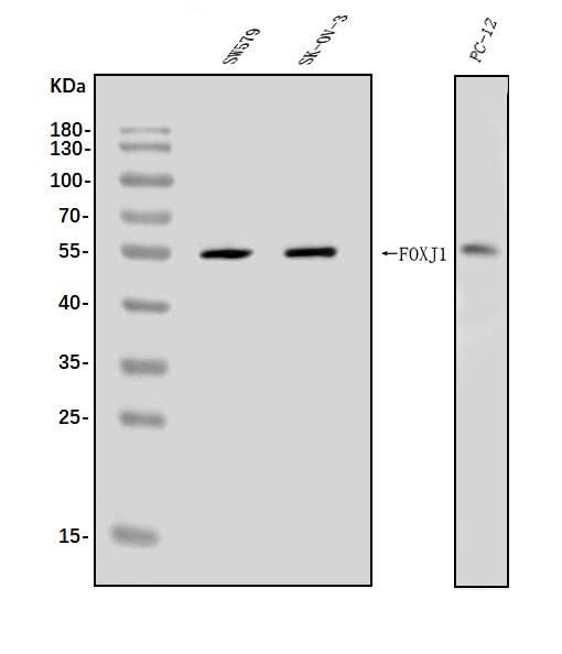 Anti-FOXJ1 Antibody Picoband® Boster Bio