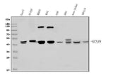 Anti-Kir6.1/KCNJ8 Antibody Picoband® Boster Bio
