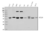 Anti-Kir6.1/KCNJ8 Antibody Picoband® Boster Bio