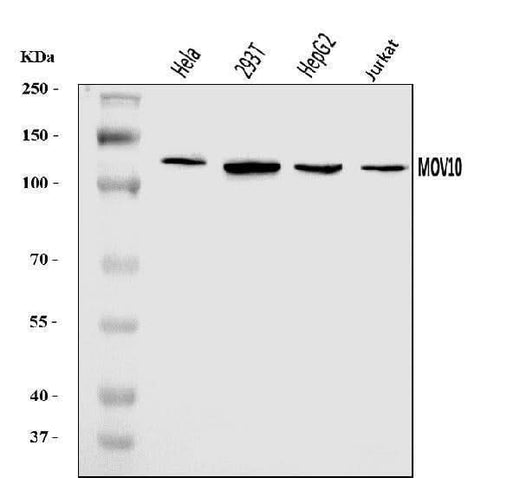 Anti-MOV10 Antibody Picoband® Boster Bio