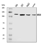 Anti-MOV10 Antibody Picoband® Boster Bio