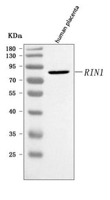 Anti-RIN1 Antibody Picoband® Boster Bio