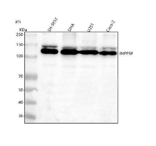 Anti-INPP5F Antibody Picoband® Boster Bio