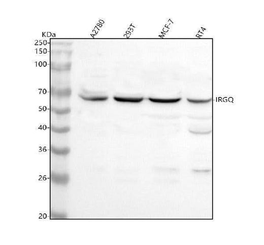 Anti-IRGQ Antibody Picoband® Boster Bio
