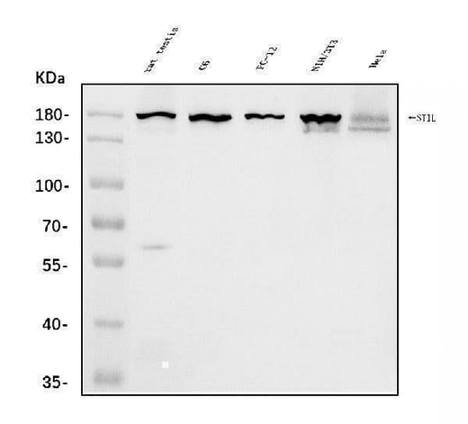 Anti-STIL/SIL Antibody Picoband® Boster Bio