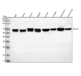 Anti-NR1D2 Antibody Picoband® Boster Bio