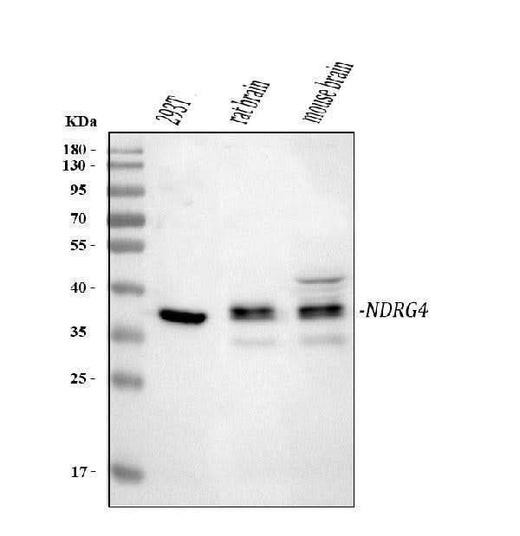 Anti-NDRG4 Antibody Picoband® Boster Bio