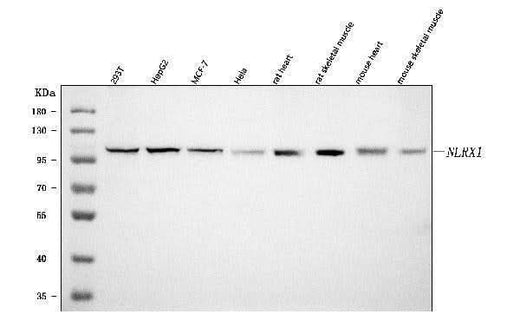 Anti-NLRX1 Antibody Picoband® Boster Bio