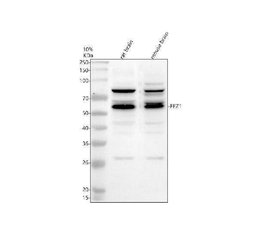 Anti-FEZ1 Antibody Picoband® Boster Bio
