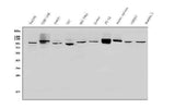 Anti-PVRL1/NECTIN1 Antibody Picoband® Boster Bio