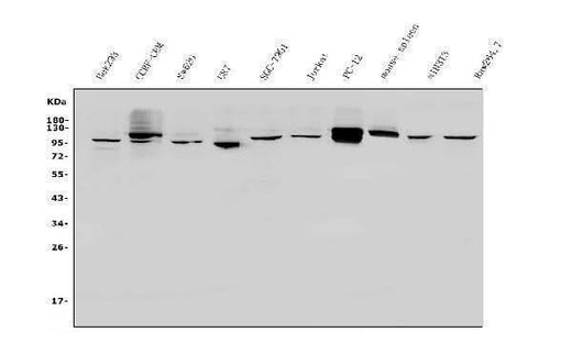 Anti-PVRL1/NECTIN1 Antibody Picoband® Boster Bio