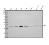 Anti-NEK7 Antibody Picoband® Boster Bio