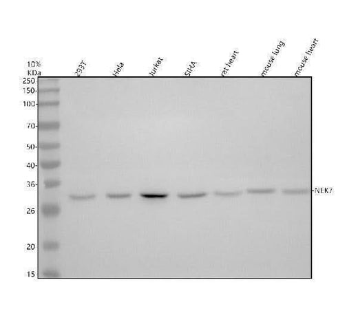 Anti-NEK7 Antibody Picoband® Boster Bio