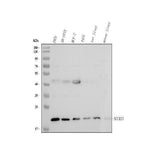 Anti-NUCKS1 Antibody Picoband® Boster Bio
