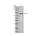 Anti-RASGRP2 Antibody Picoband® Boster Bio