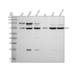 Anti-PLAA Antibody Picoband® Boster Bio