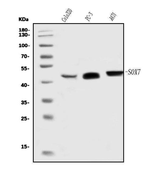 Anti-SOX7 Antibody Picoband® Boster Bio