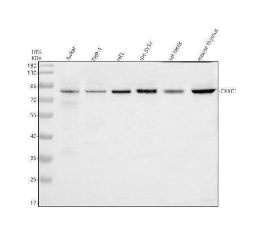 Anti-CXXC1 Antibody Picoband® Boster Bio