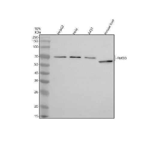 Anti-Fibromodulin/FMOD Antibody Picoband® Boster Bio