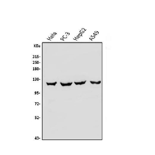 Anti-OAS3 Antibody Picoband® Boster Bio