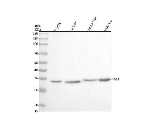 Anti-FGL1 Antibody Picoband® Boster Bio