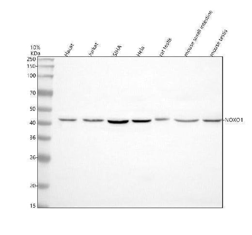 Anti-NOXO1 Antibody Picoband® Boster Bio