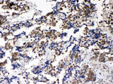 Anti-Musashi 1/Msi1 Antibody Picoband® Boster Bio