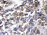 Anti-Musashi 1/Msi1 Antibody Picoband® Boster Bio
