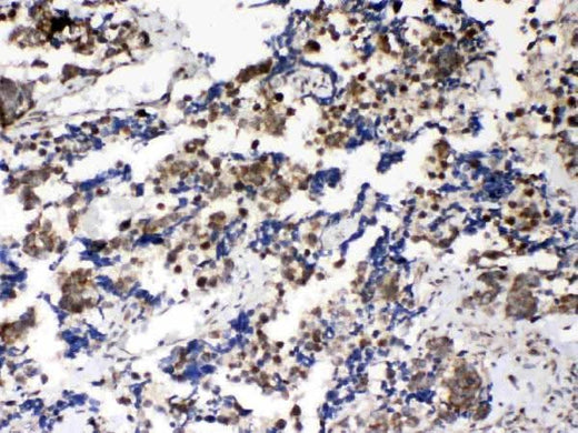 Anti-Musashi 1/Msi1 Antibody Picoband® Boster Bio