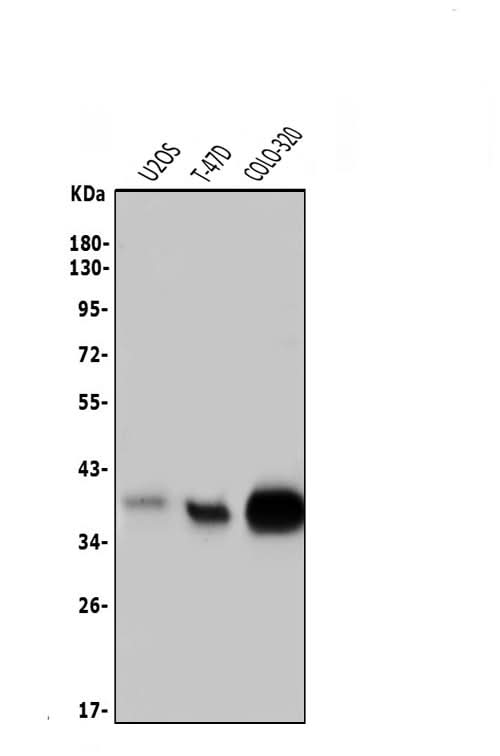 Anti-Musashi 1/Msi1 Antibody Picoband® Boster Bio