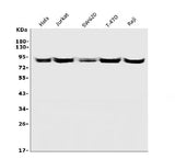 Anti-CD168/HMMR Picoband® Antibody Boster Bio