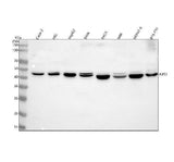 Anti-NFS1 Antibody Picoband® Boster Bio