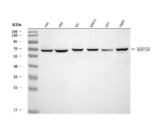 Anti-NOP58 Antibody Picoband® Boster Bio