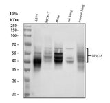Anti-RAI3/GPRC5A Antibody Picoband® Boster Bio