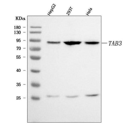 Anti-TAB3 Antibody Picoband® Boster Bio
