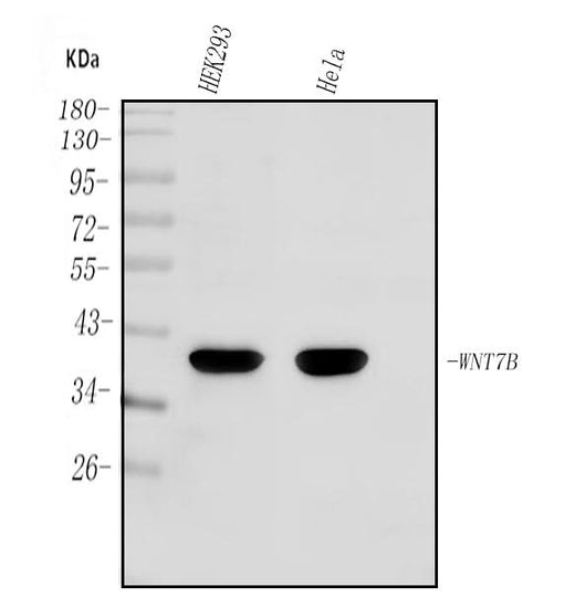 Anti-WNT7B Antibody Picoband® Boster Bio