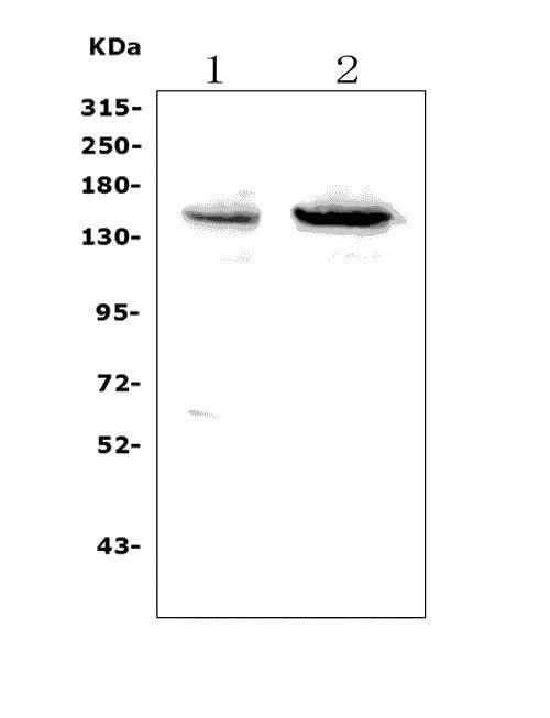 Anti-SENP6 Picoband® Antibody Boster Bio
