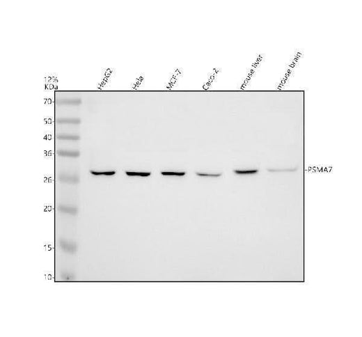 Anti-PSMA7 Antibody Picoband® Boster Bio