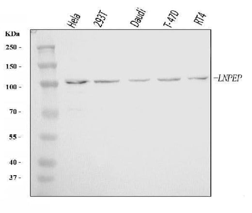 Anti-LNPEP Antibody Picoband® Boster Bio