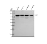 Anti-PLCD1 Antibody Picoband® Boster Bio