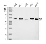 Anti-DLST Antibody Picoband® Boster Bio