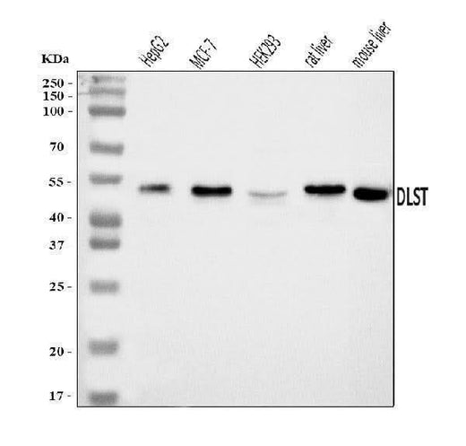 Anti-DLST Antibody Picoband® Boster Bio