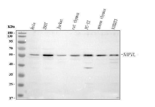 Anti-NAP1L1 Antibody Picoband® Boster Bio