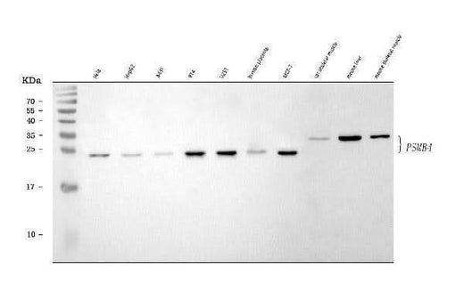 Anti-PSMB4 Antibody Picoband® Boster Bio