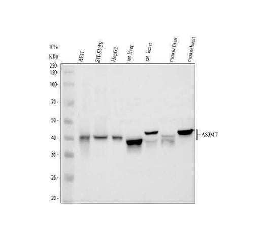 Anti-Cyt 19/As3mt Antibody Picoband® Boster Bio