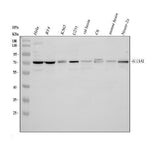 Anti-GABA Transporter 1/GAT 1/SLC6A1 Antibody Picoband® Boster Bio