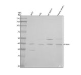 Anti-PTAFR Antibody Picoband® Boster Bio