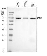 Anti-CSDE1/NRU Antibody Picoband® Boster Bio