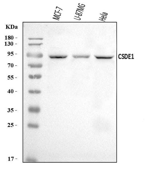 Anti-CSDE1/NRU Antibody Picoband® Boster Bio